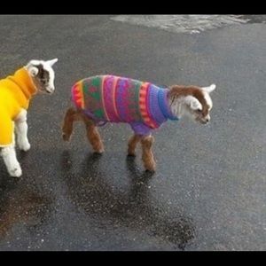 Meet your Posher, Bailey